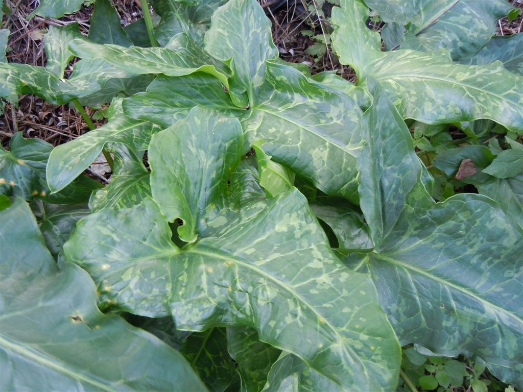 Arum italicum